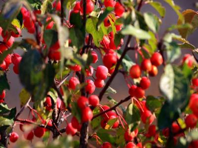 冬紅果海棠種植養護注意事項